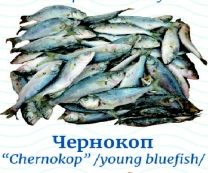 Deniz balıkçılığı Chernokop /dondurulmuş/ ~ 1 kg/paket